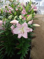 [4214 Jetaime No01.JPG]